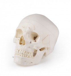 Luksusowy model czaszki człowieka, 14 części, do zaawansowanej nauki - zdjecie nr: 2
