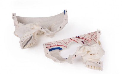 Luksusowy model czaszki człowieka, 14 części, do zaawansowanej nauki - zdjecie nr: 4