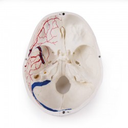 Luksusowy model czaszki człowieka, 14 części, do zaawansowanej nauki - zdjecie nr: 5