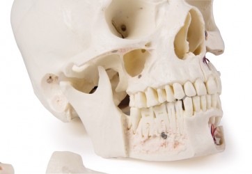 Luksusowy model czaszki człowieka, 14 części, do zaawansowanej nauki - zdjecie nr: 7