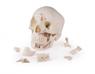Luksusowy model czaszki człowieka, 14 części, do zaawansowanej nauki - zdjecie nr: 8