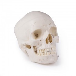 Luksusowy model czaszki człowieka, 14 części, do zaawansowanej nauki - zdjecie nr: 1
