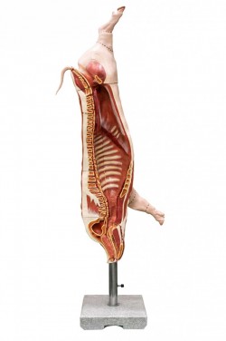 Model półtuszy świni (wieprzowej), skala 1:1 - zdjecie nr: 2