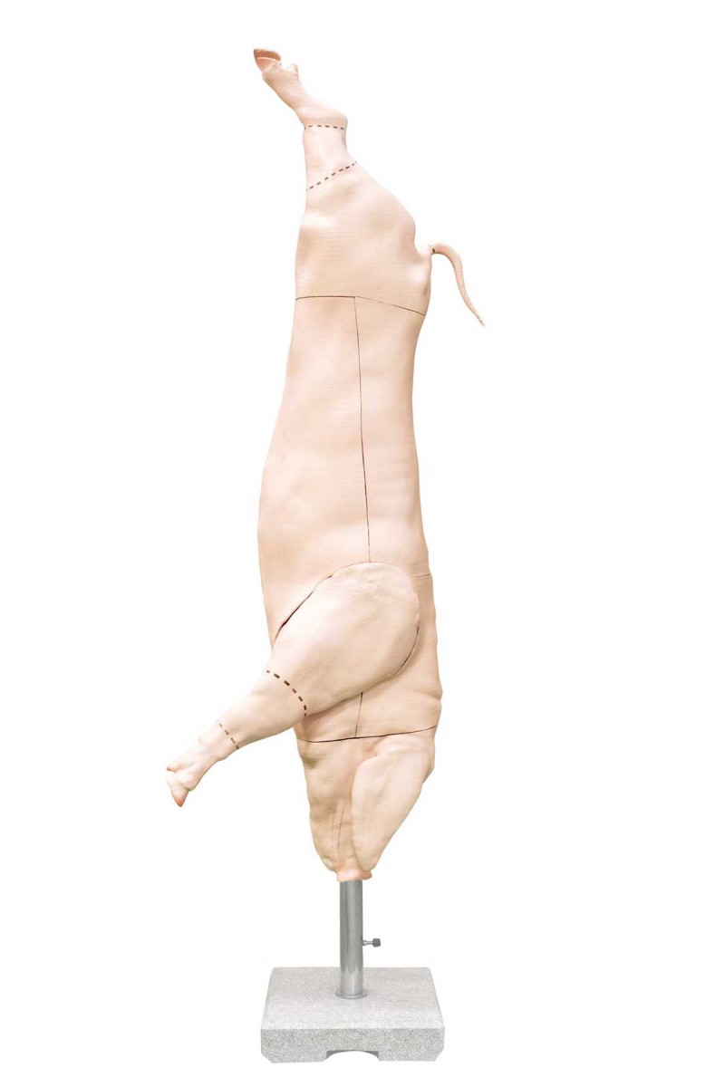 Model półtuszy świni (wieprzowej), skala 1:1 - zdjecie nr: 1