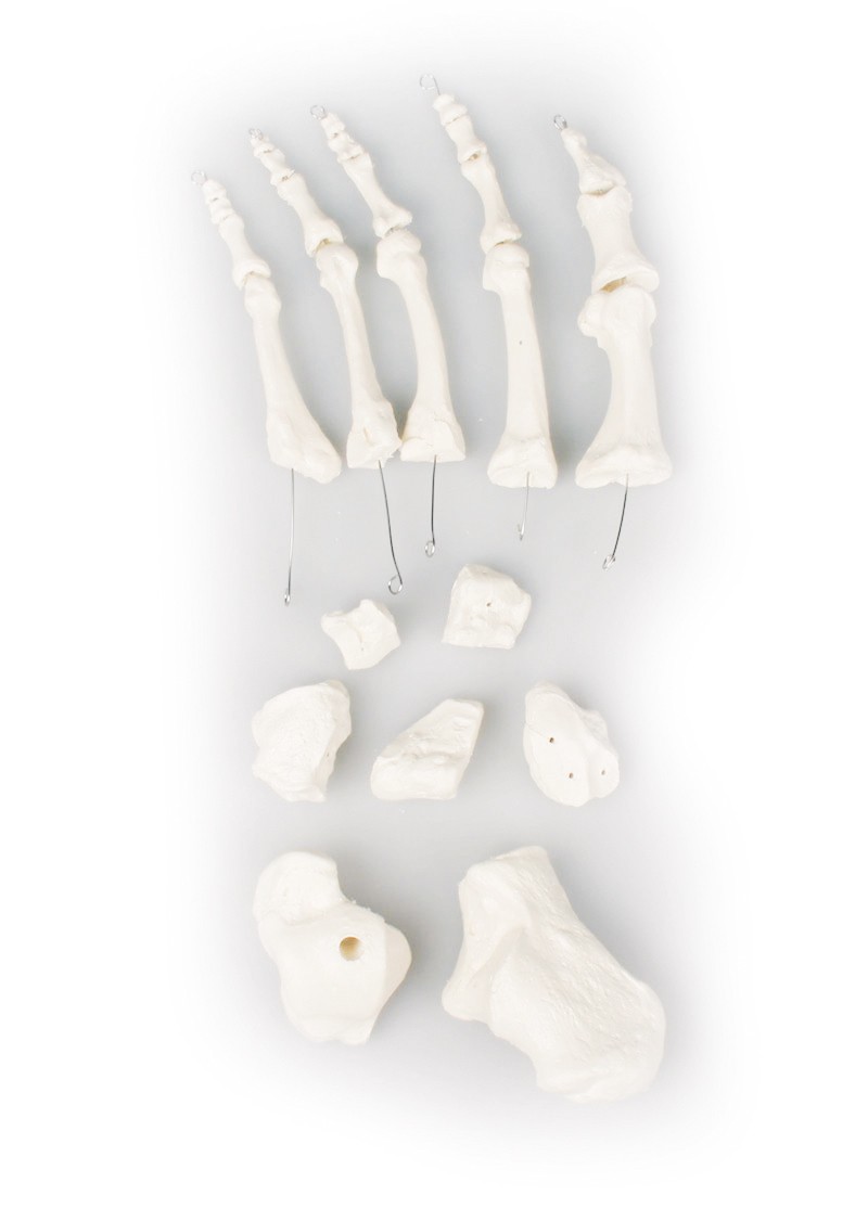 Zestaw kości stopy - zdjecie nr: 1