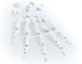 Zestaw kości dłoni - zdjecie nr: 1