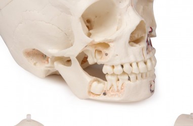 Luksusowy model czaszki dziecka, 14 części do zaawansowanej nauki - zdjecie nr: 3