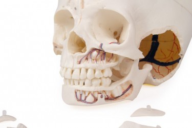 Luksusowy model czaszki dziecka, 14 części do zaawansowanej nauki - zdjecie nr: 4