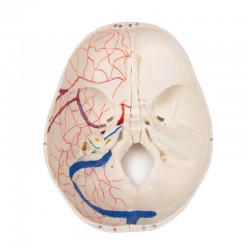Luksusowy model czaszki dziecka, 14 części do zaawansowanej nauki - zdjecie nr: 5