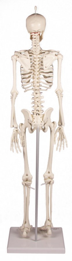 Miniaturowy szkielet człowieka Patryk - zdjecie nr: 3