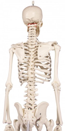 Miniaturowy szkielet człowieka Patryk - zdjecie nr: 4