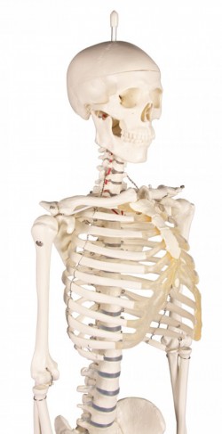 Miniaturowy szkielet człowieka Patryk - zdjecie nr: 5