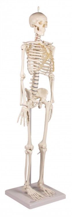 Miniaturowy szkielet człowieka Patryk - zdjecie nr: 7