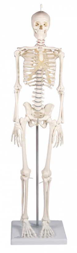 Miniaturowy szkielet człowieka Patryk - zdjecie nr: 1