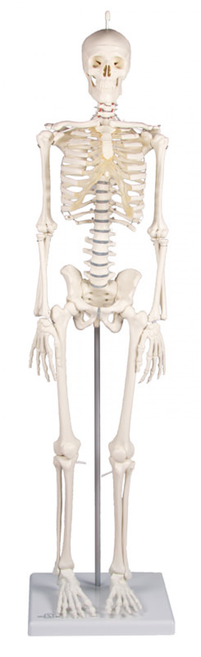 Miniaturowy szkielet człowieka Patryk - zdjecie nr: 1