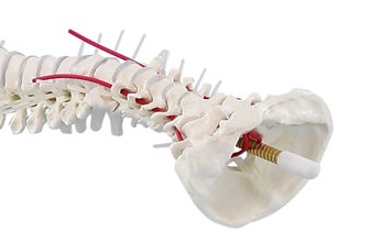 Kość potyliczna w modelu kręgosłupa ludzkiego